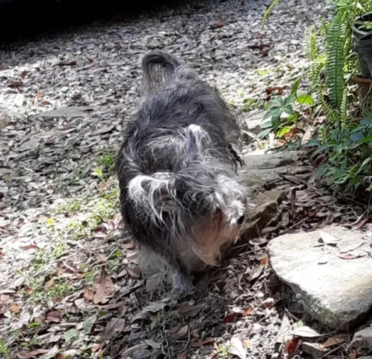 Lost dog in Brunswick, GA, 31520