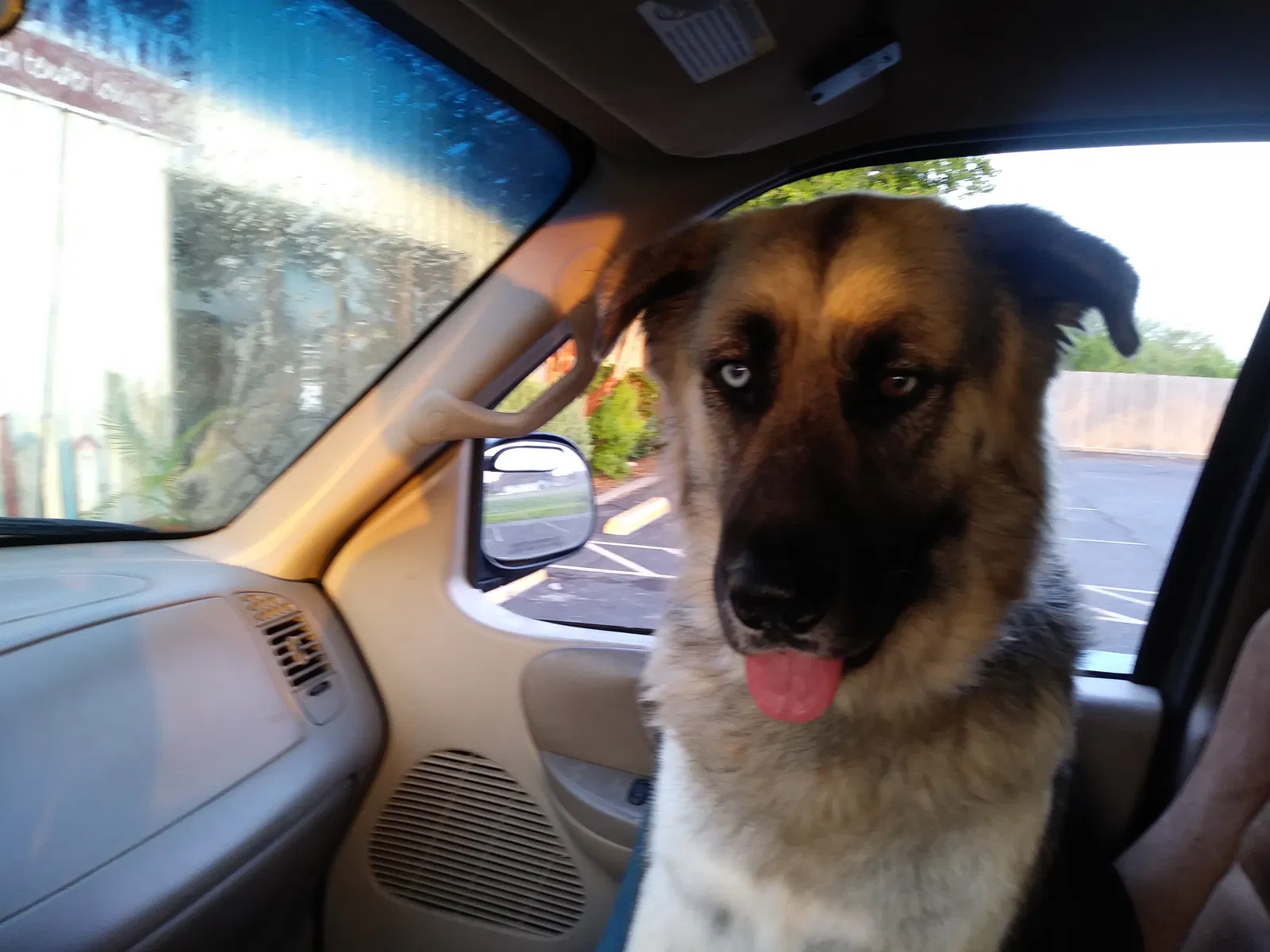 Lost dog in Helotes, TX, 78023
