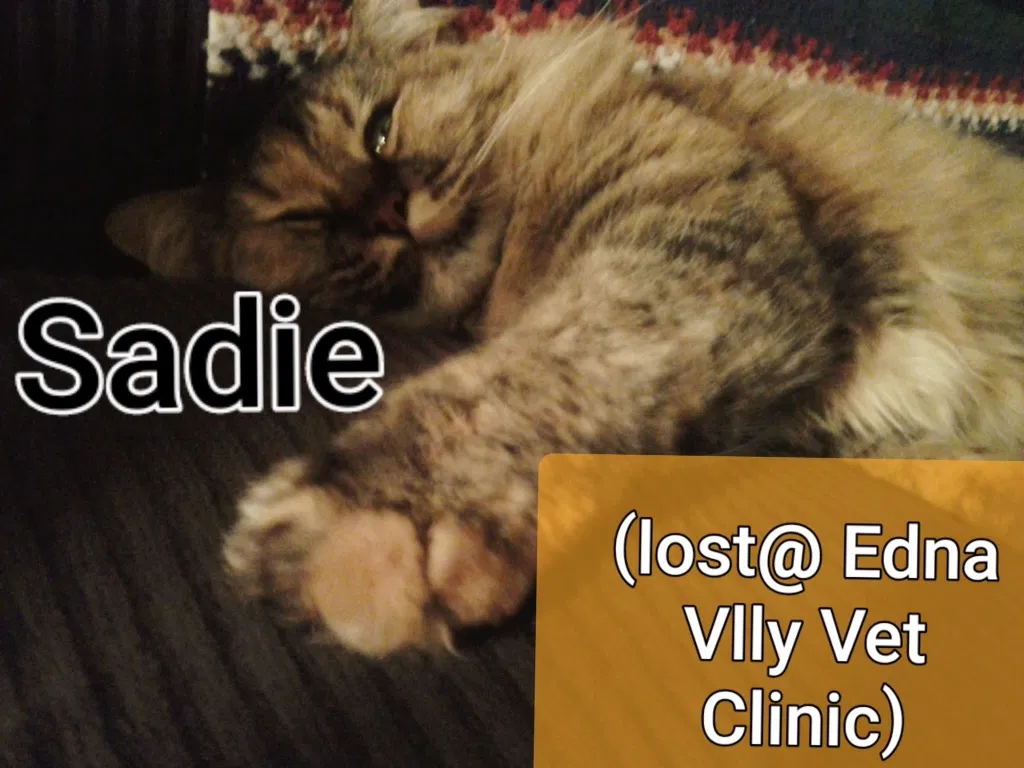 Lost cat in San Luis Obispo, CA, 93401