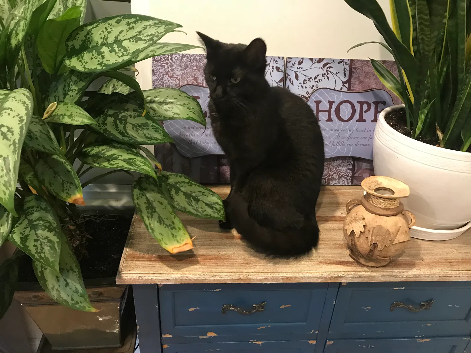 Lost cat in Flushing, NY, 11358