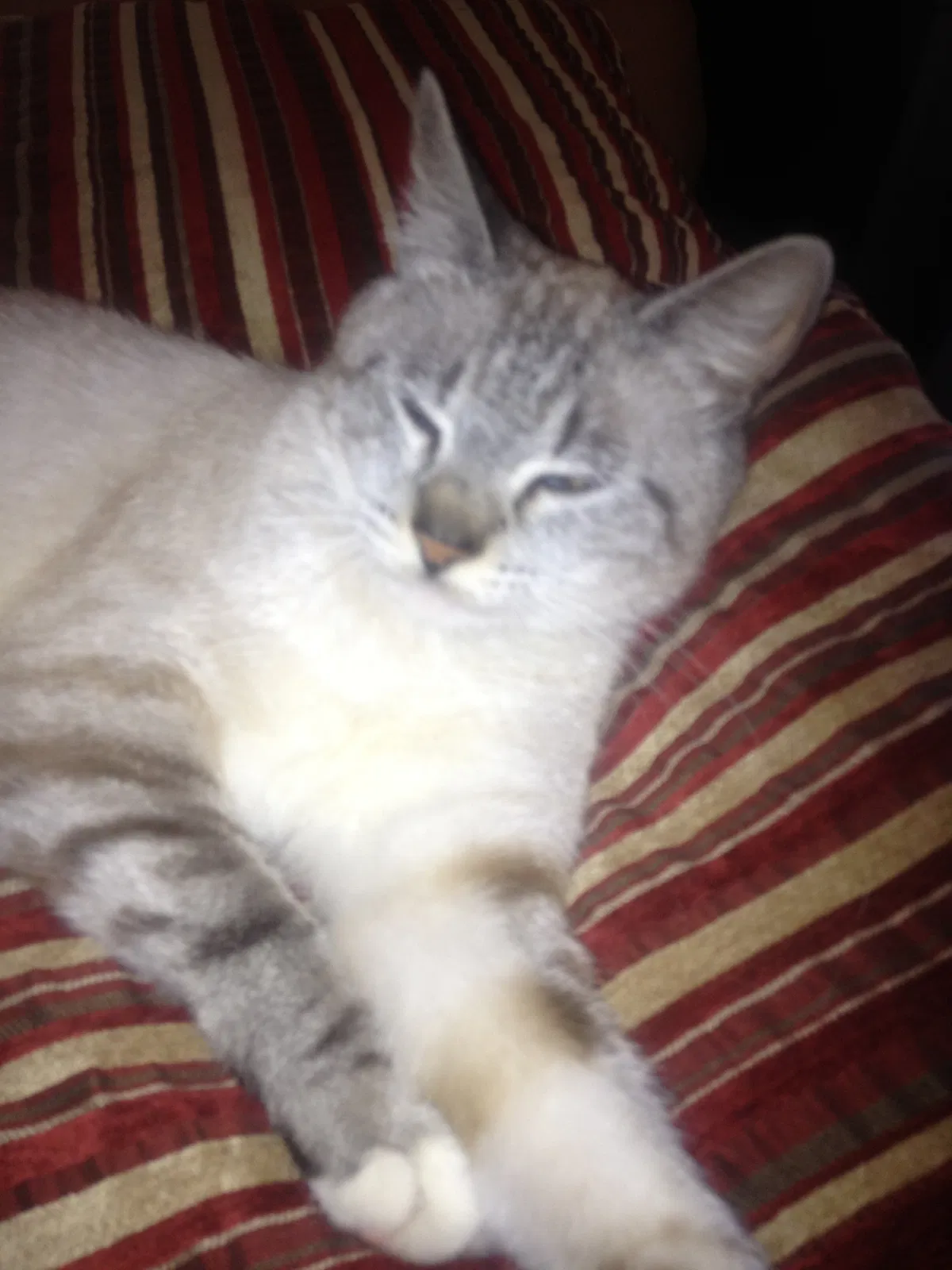 Lost cat in Unknown, CA, 2867