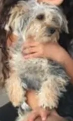 Lost dog in Albuquerque, NM, 87105