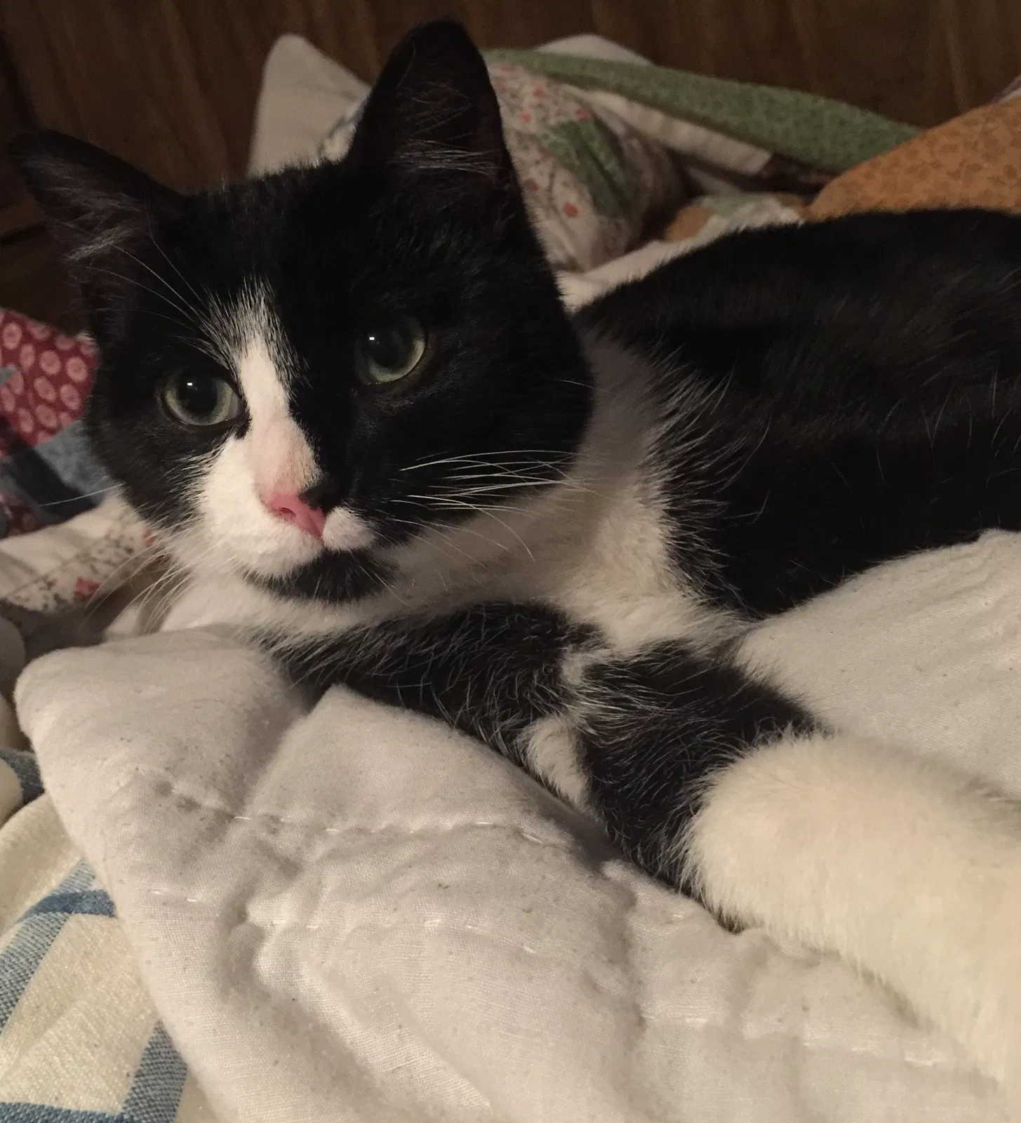 Lost cat in Whittier, NC, 28789