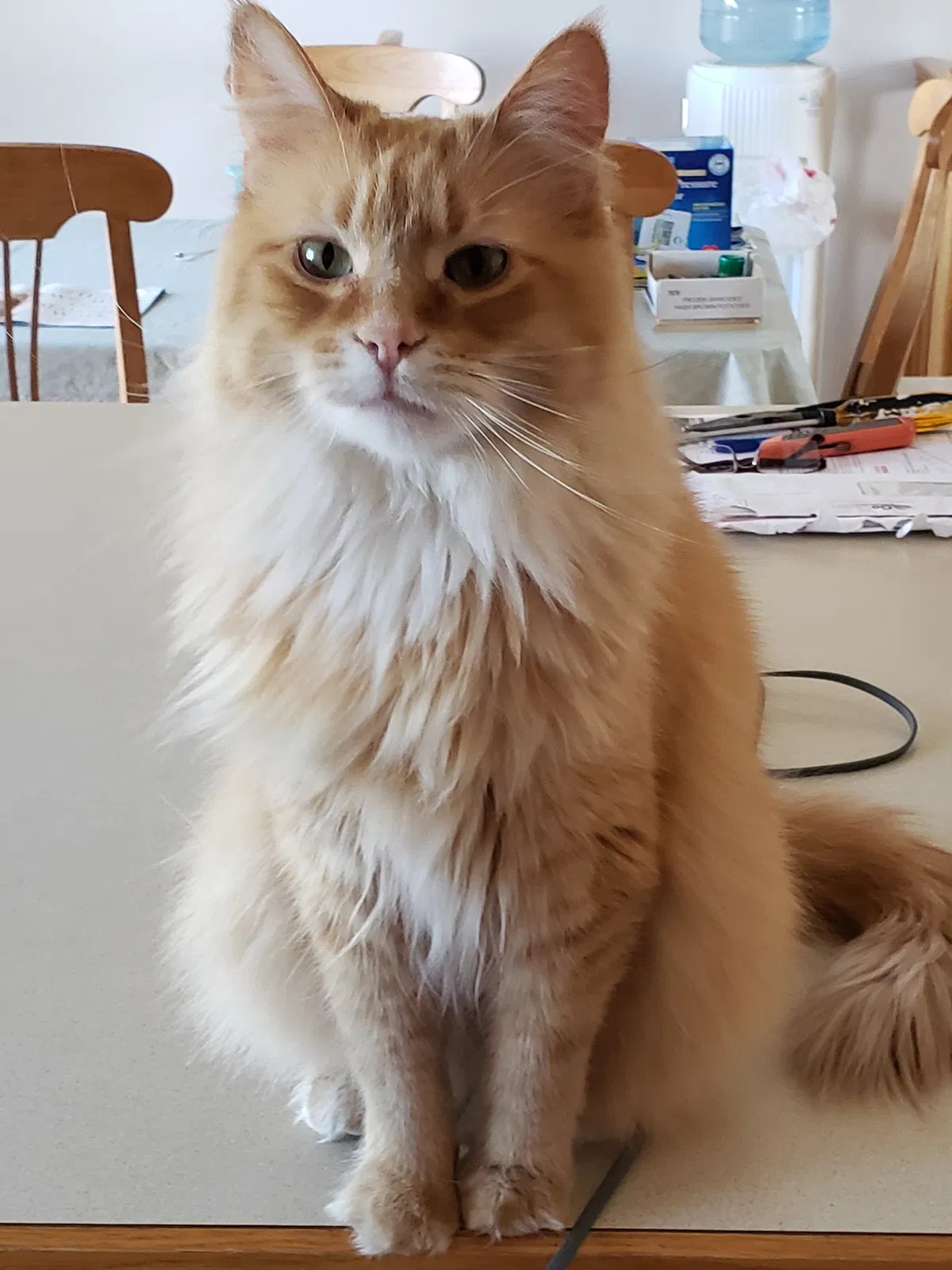 Lost cat in Becker, MN, 55308