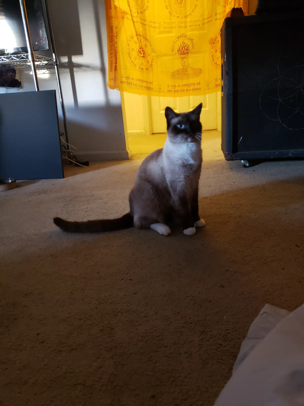 Lost cat in Charlotte, NC, 28226