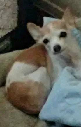 Lost dog in El Paso, TX, 79903