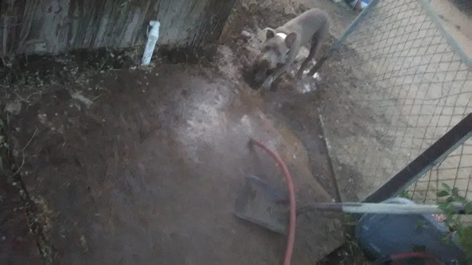 Lost dog in Victorville, CA, 92392