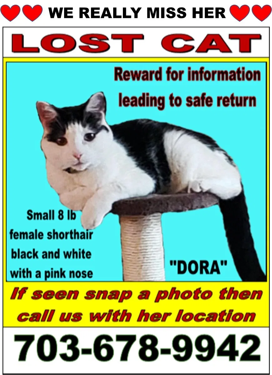 Lost cat in Burke, VA, 22015