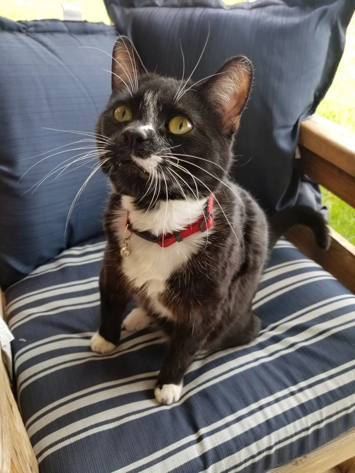 Lost cat in Riverside, CA, 92503