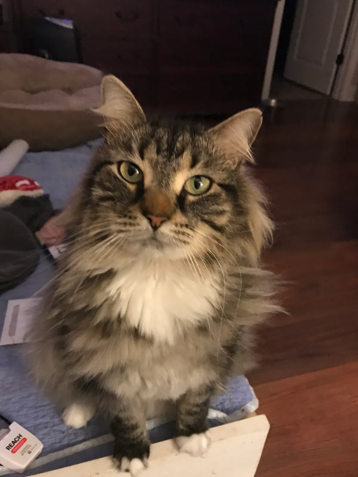 Lost cat in Knoxville, TN, 37931