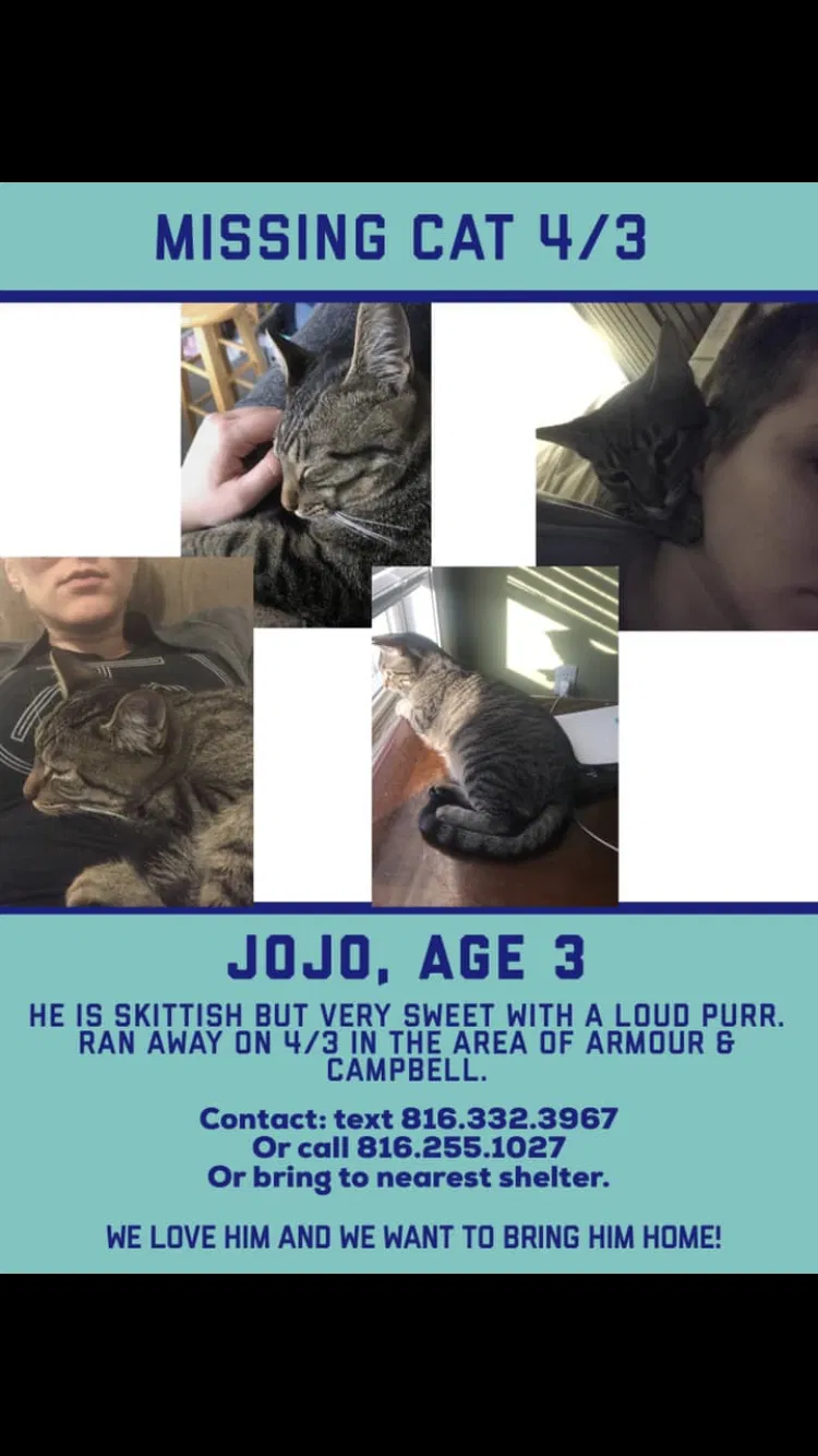 Lost cat in Kansas City, MO, 64109