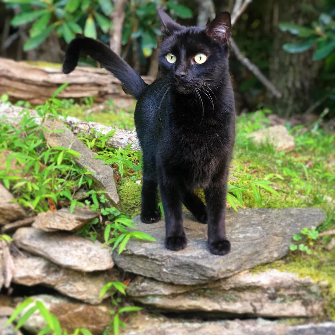 Lost cat in Boone, NC, 28607