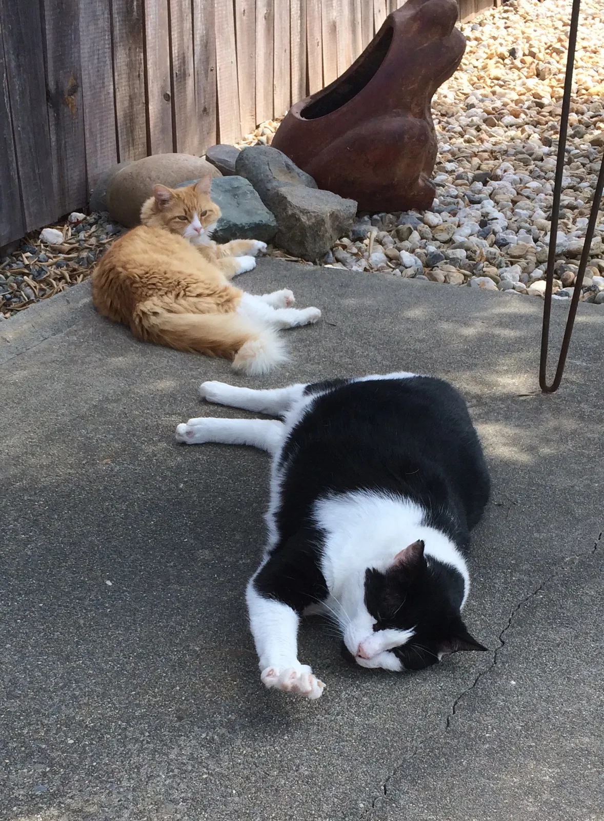 Lost cat in Carmichael, CA, 95608