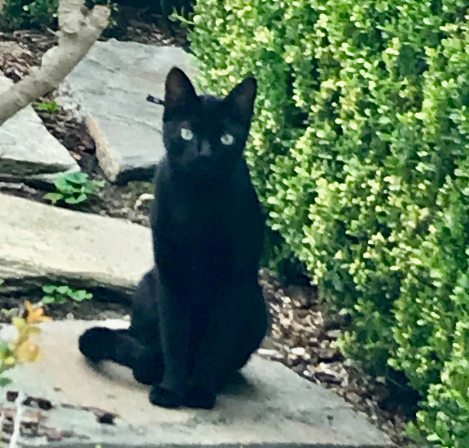 Lost cat in Newport Beach, CA, 92660