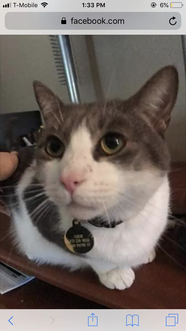 Lost cat in New Port Richey, FL, 34655