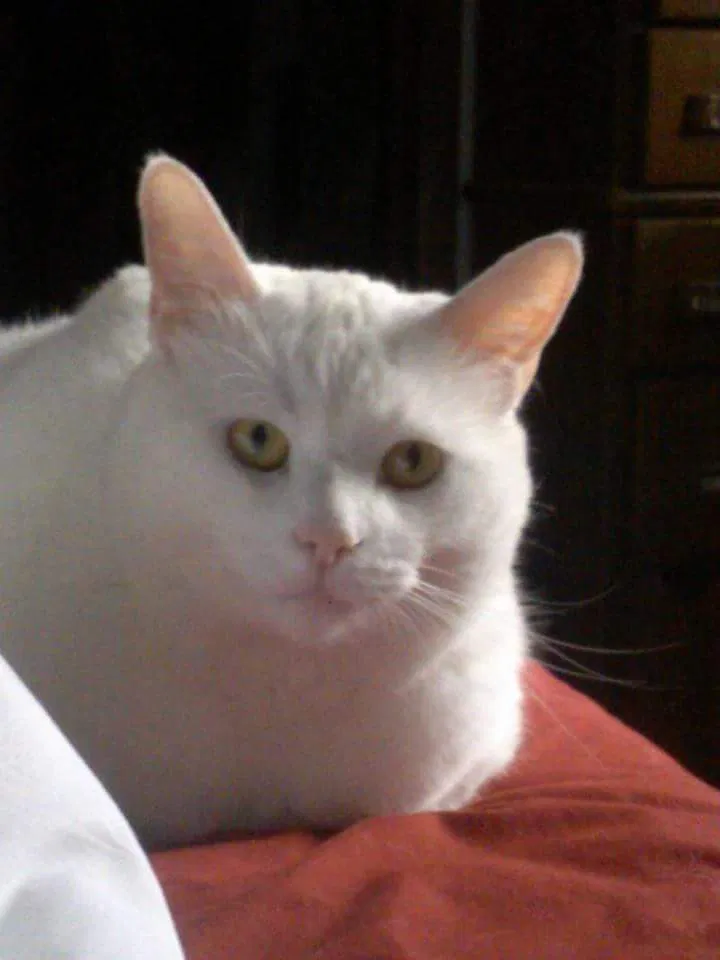 Lost cat in Baltimore, OH, 43105