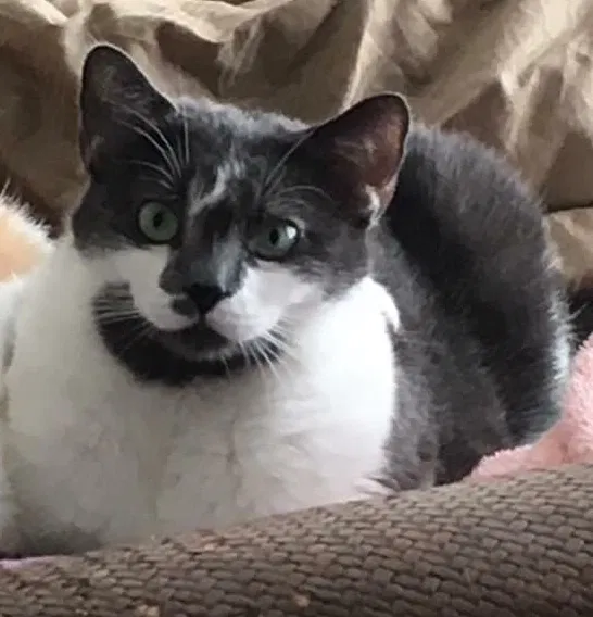 Lost cat in Sarasota, FL, 34235