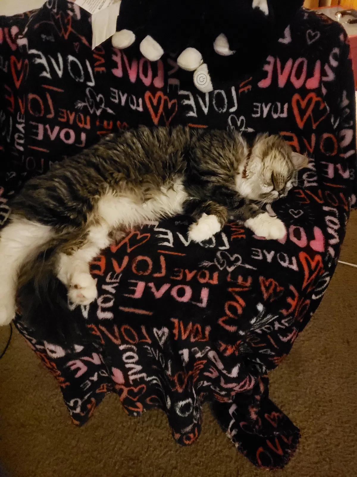 Lost cat in Columbus, OH, 43235
