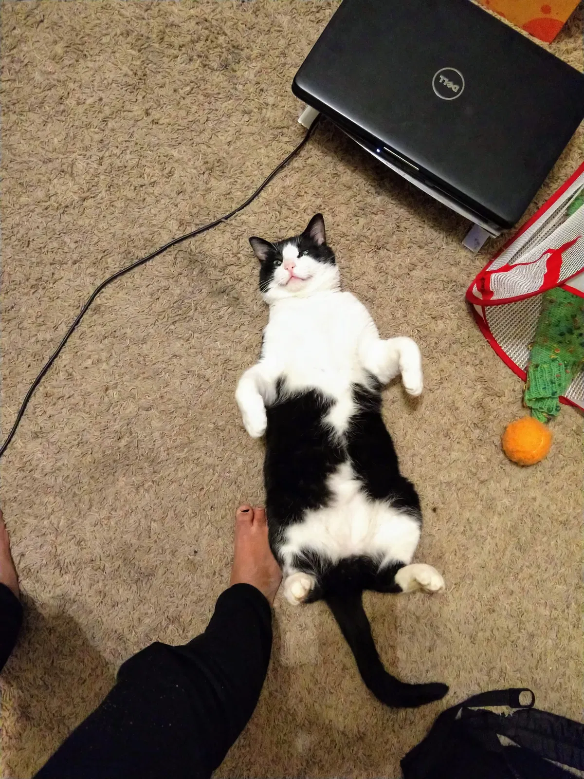 Lost cat in Vancouver, WA, 98682