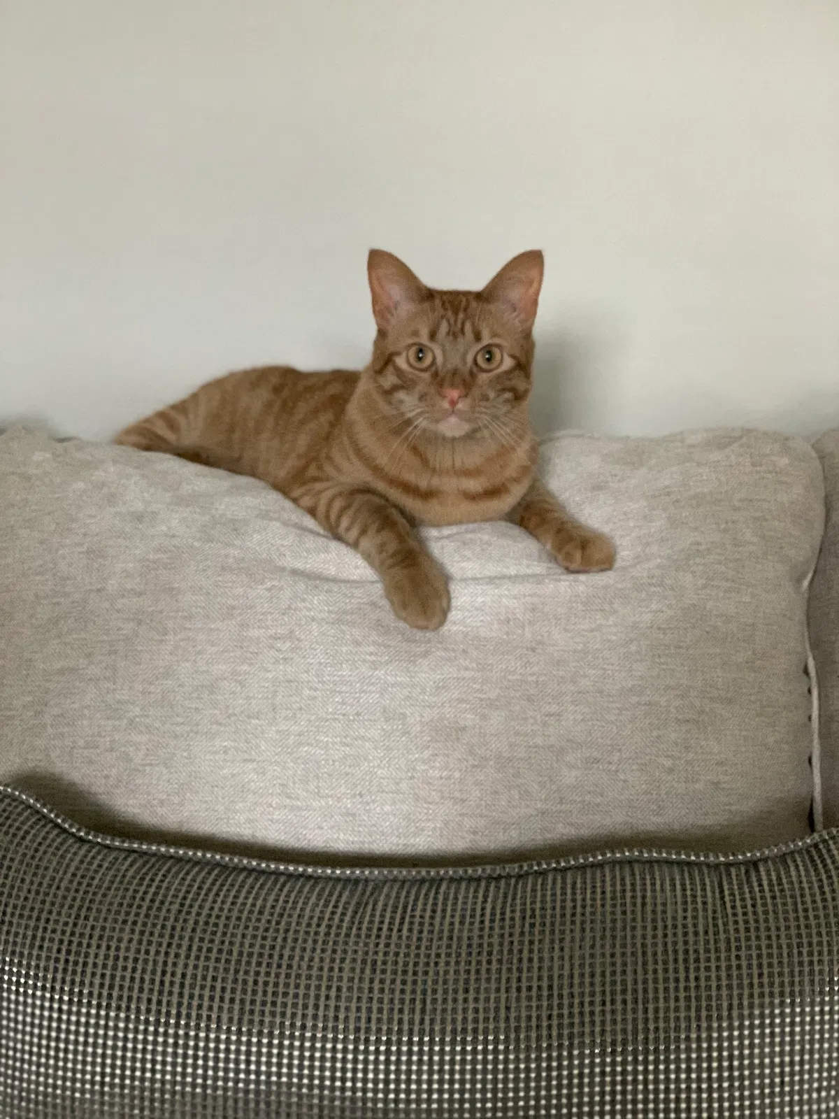 Lost cat in Round Rock, TX, 78665