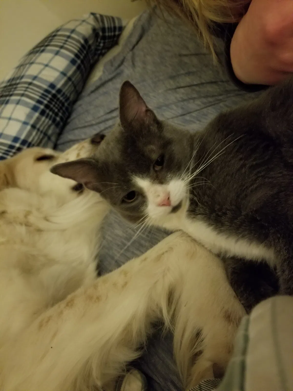 Lost cat in Batavia, NY, 14020
