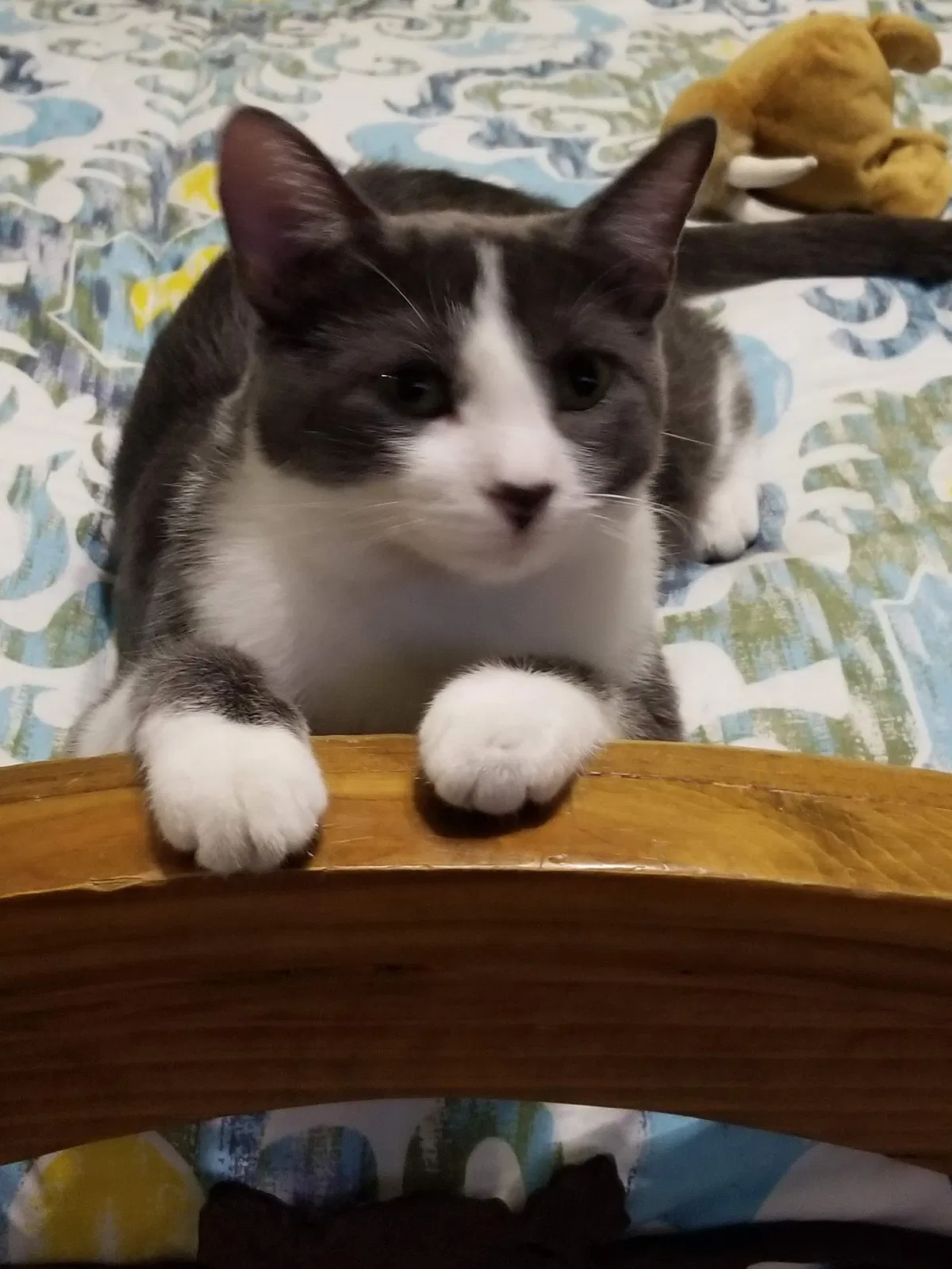 Lost cat in Pflugerville, TX, 78660