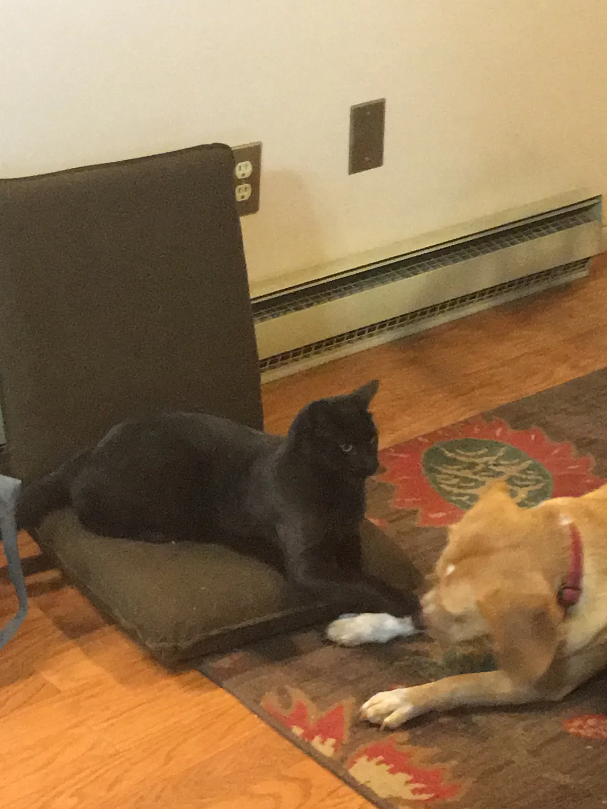 Lost cat in Nokesville, VA, 20181