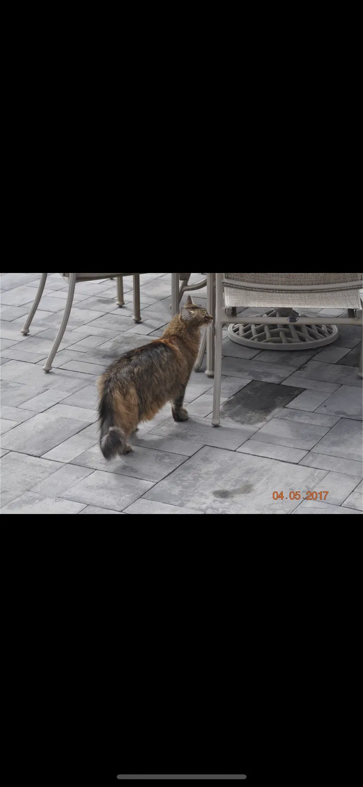 Lost cat in Huntington Station, NY, 11746
