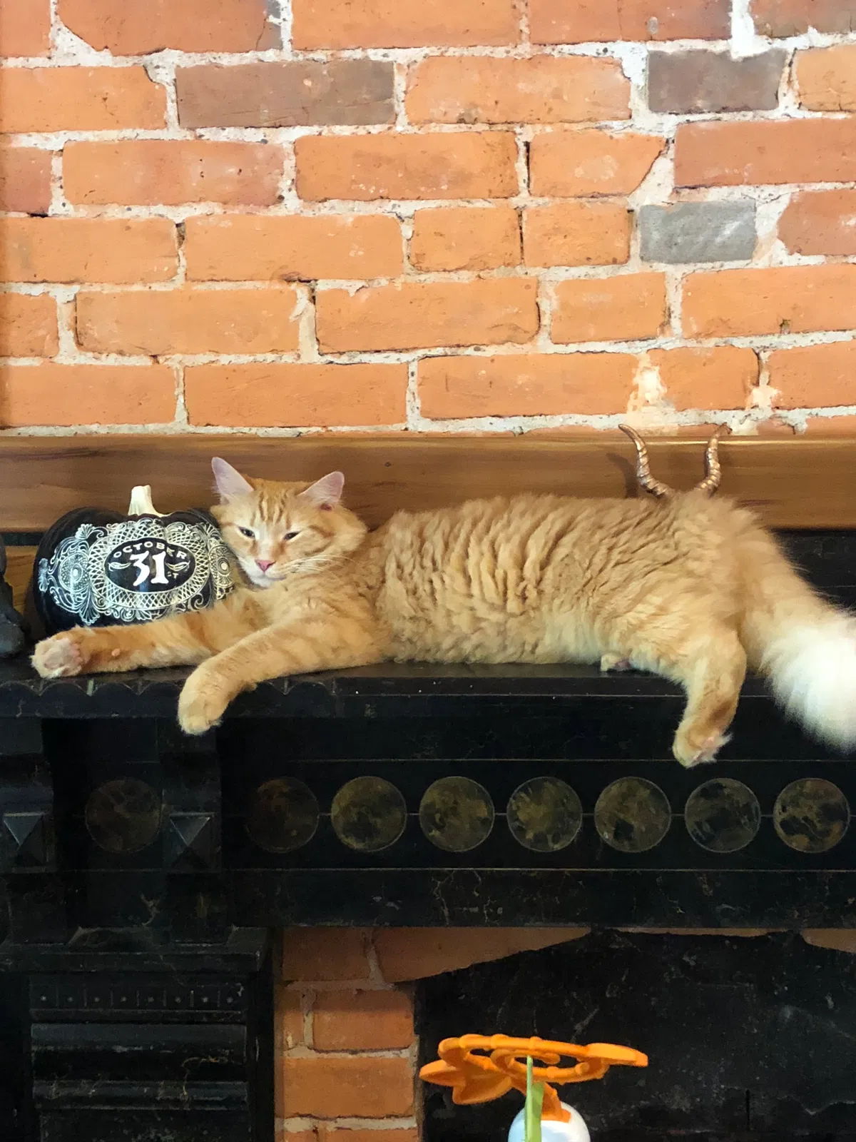 Lost cat in Columbus, OH, 43205