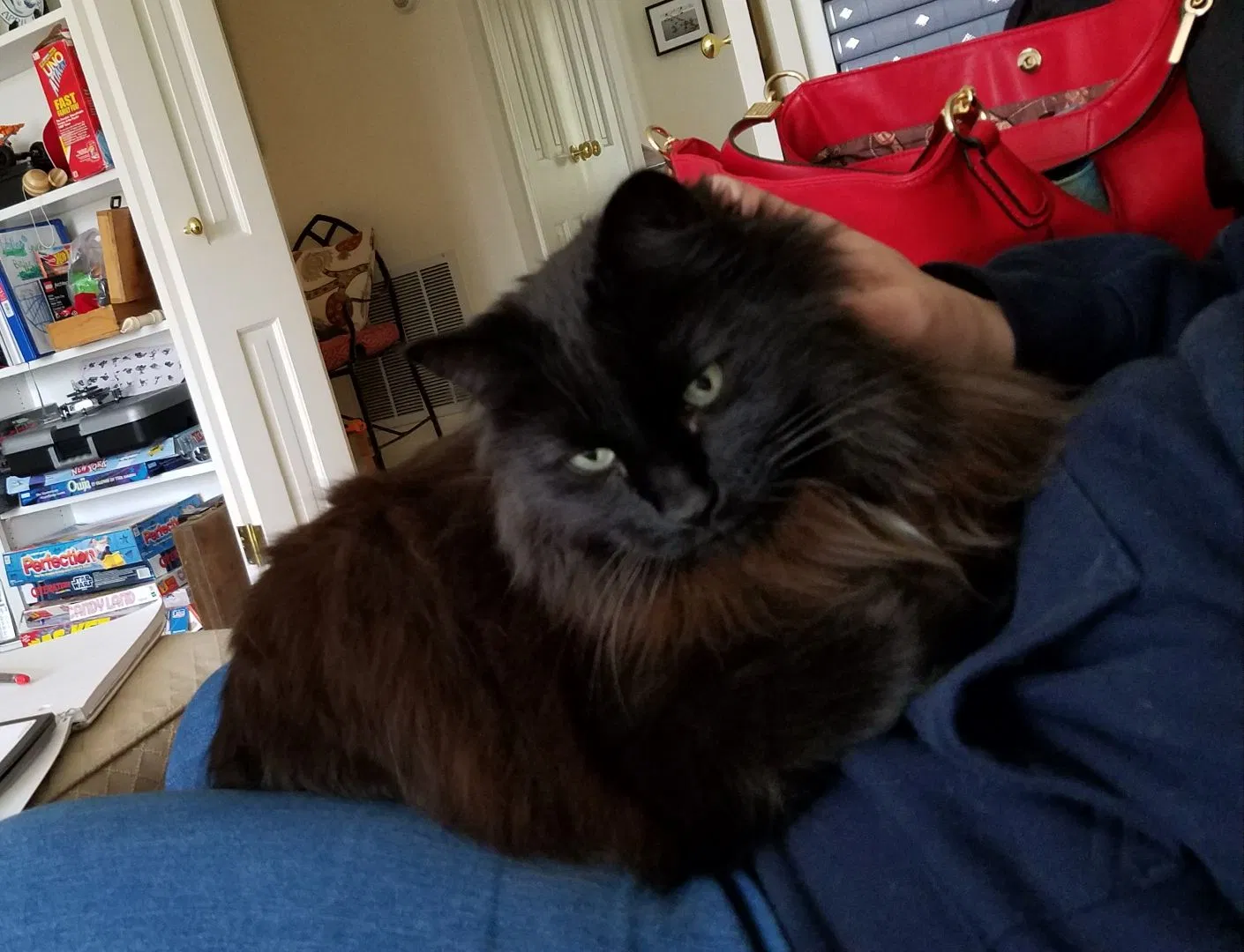 Lost cat in Greenwich, CT, 6831
