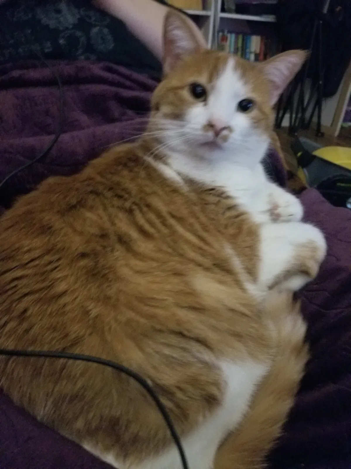 Lost cat in Des Moines, IA, 50310