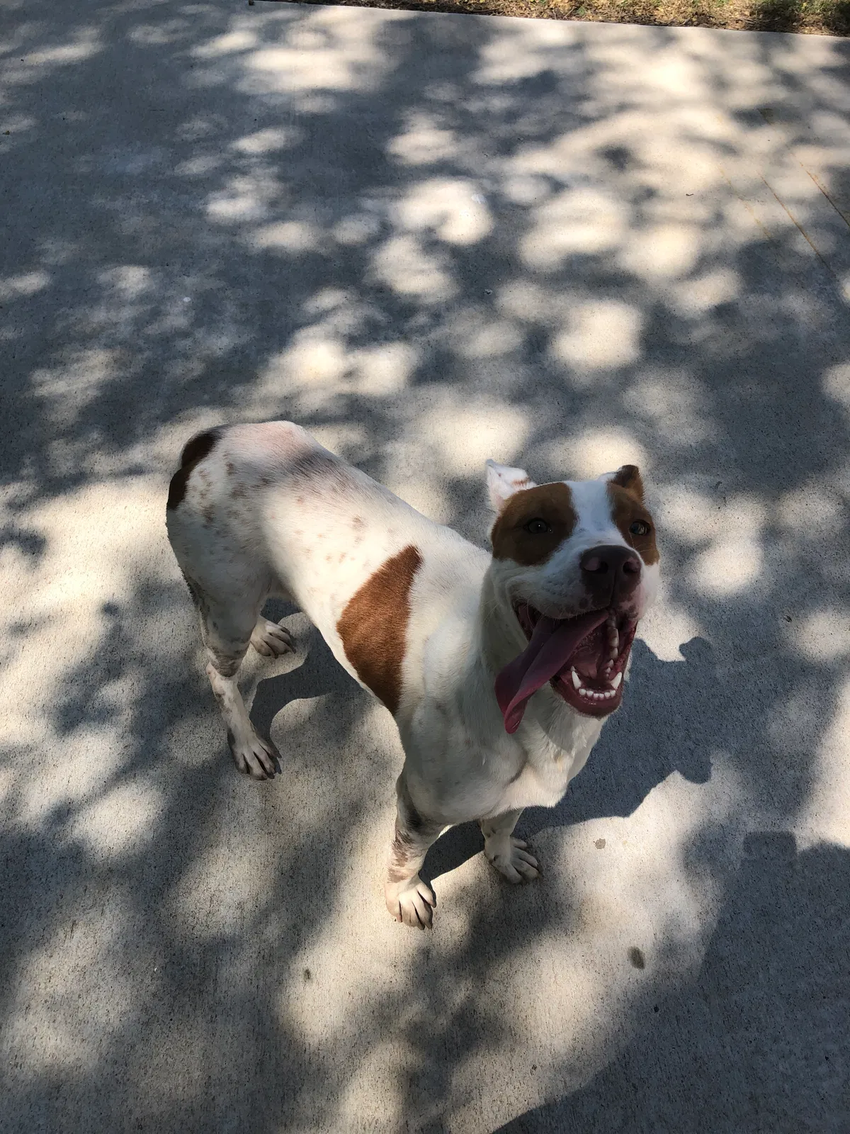 Found dog in Lowell, AR, 72745