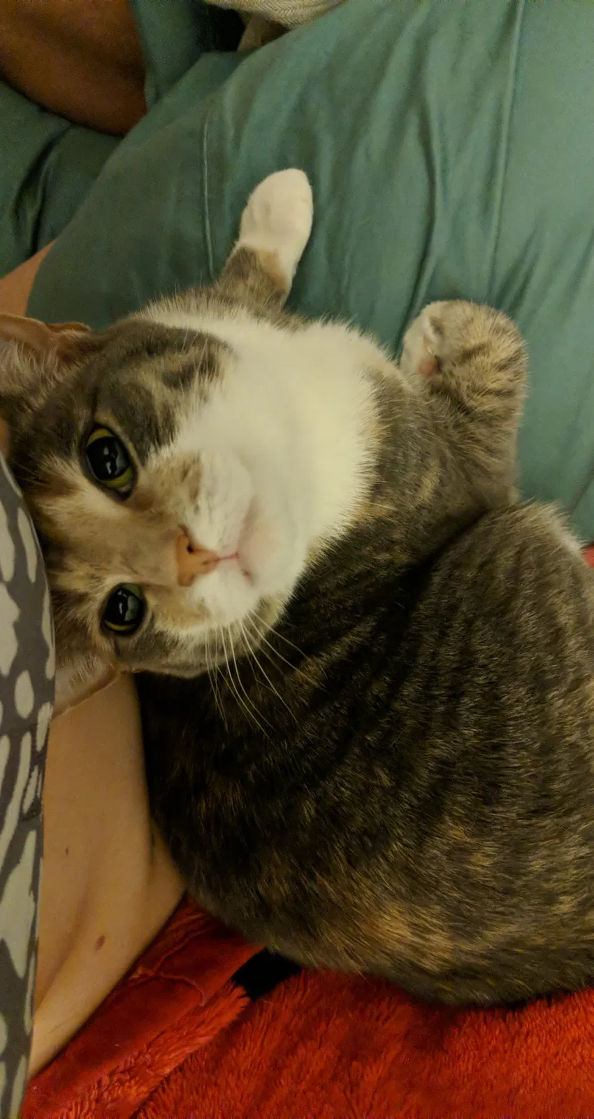 Lost cat in Kannapolis, NC, 28081