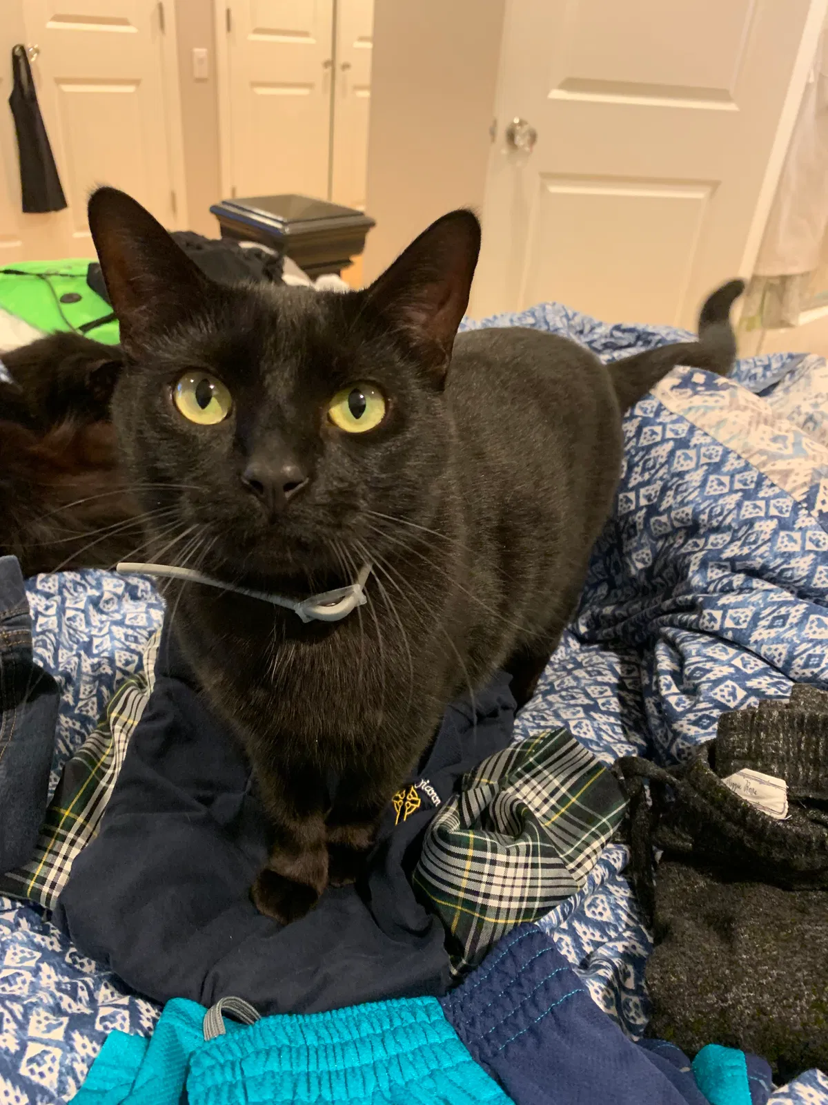 Lost cat in Carmichael, CA, 95608