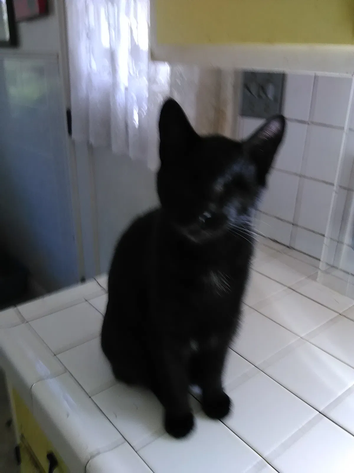 Lost cat in Stockton, CA, 95207