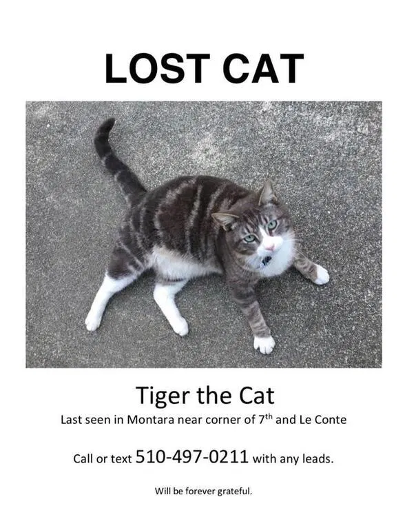 Lost cat in Montara, CA, 94037
