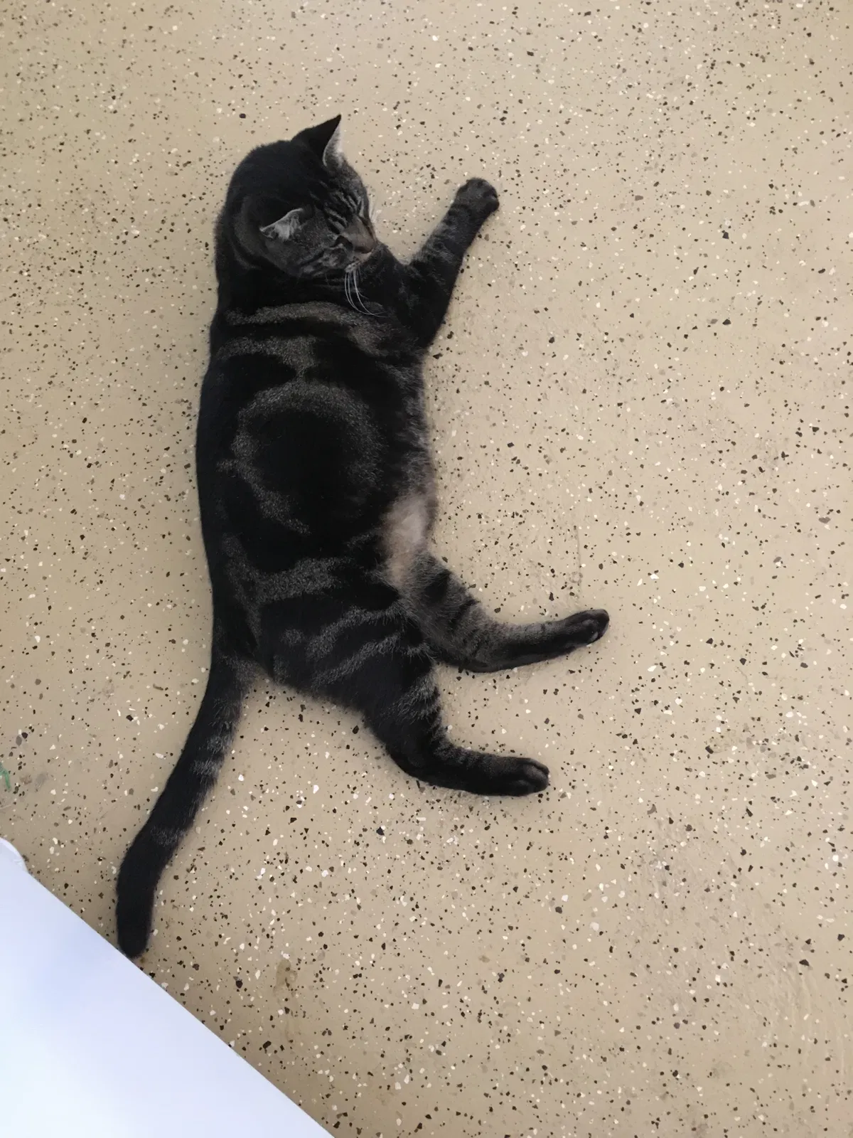 Lost cat in Gulf Breeze, FL, 32563