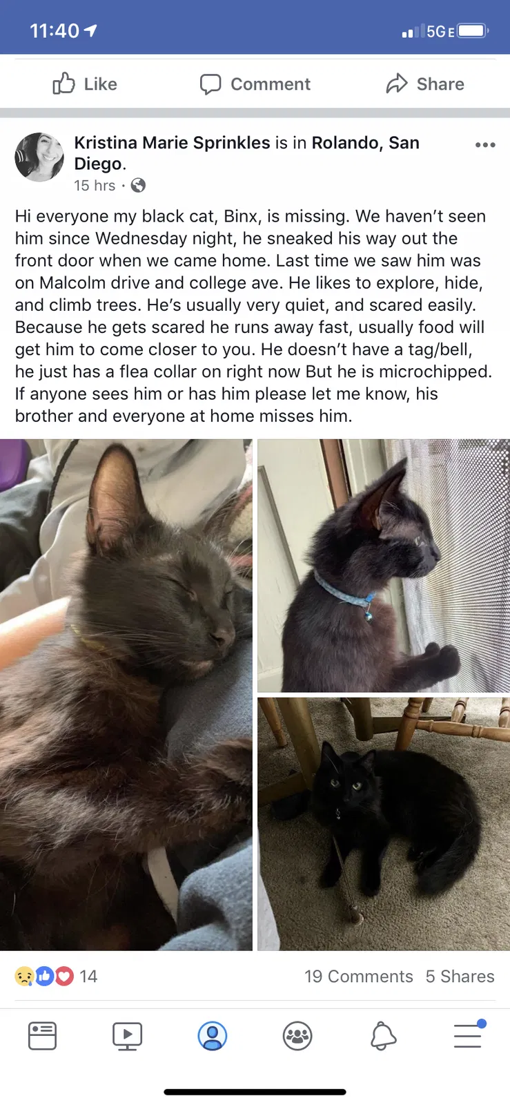 Lost cat in San Diego, CA, 92115