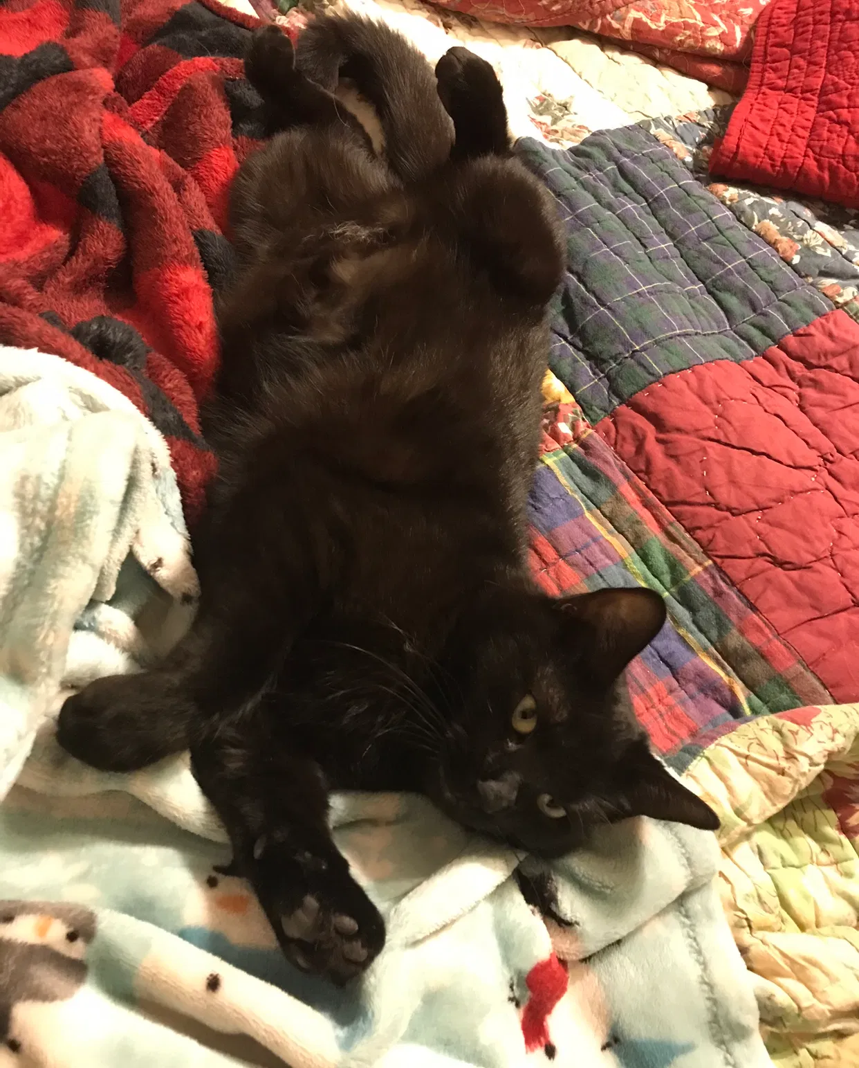 Lost cat in Pensacola, FL, 32514