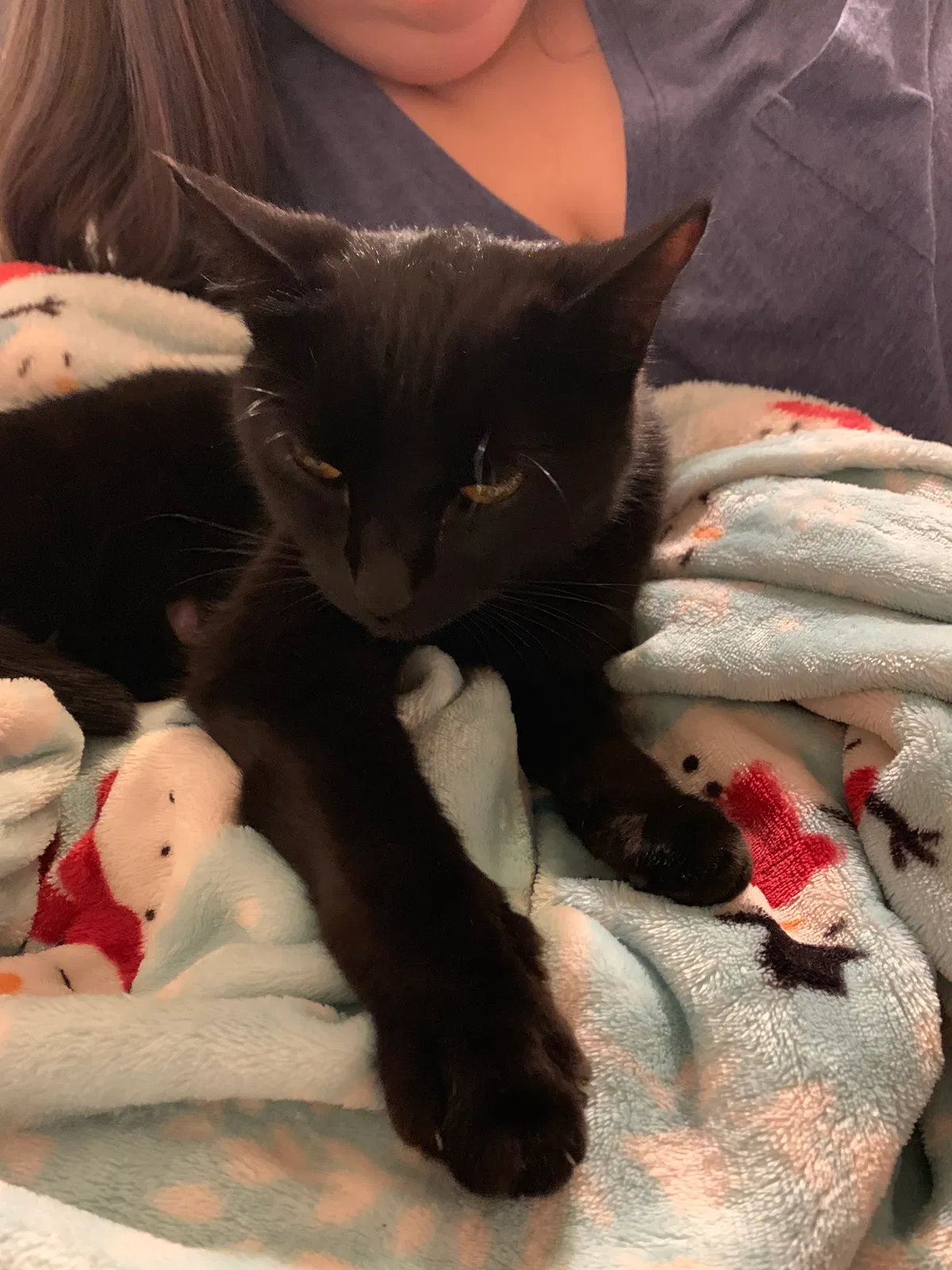 Found cat in Pensacola, FL, 32514