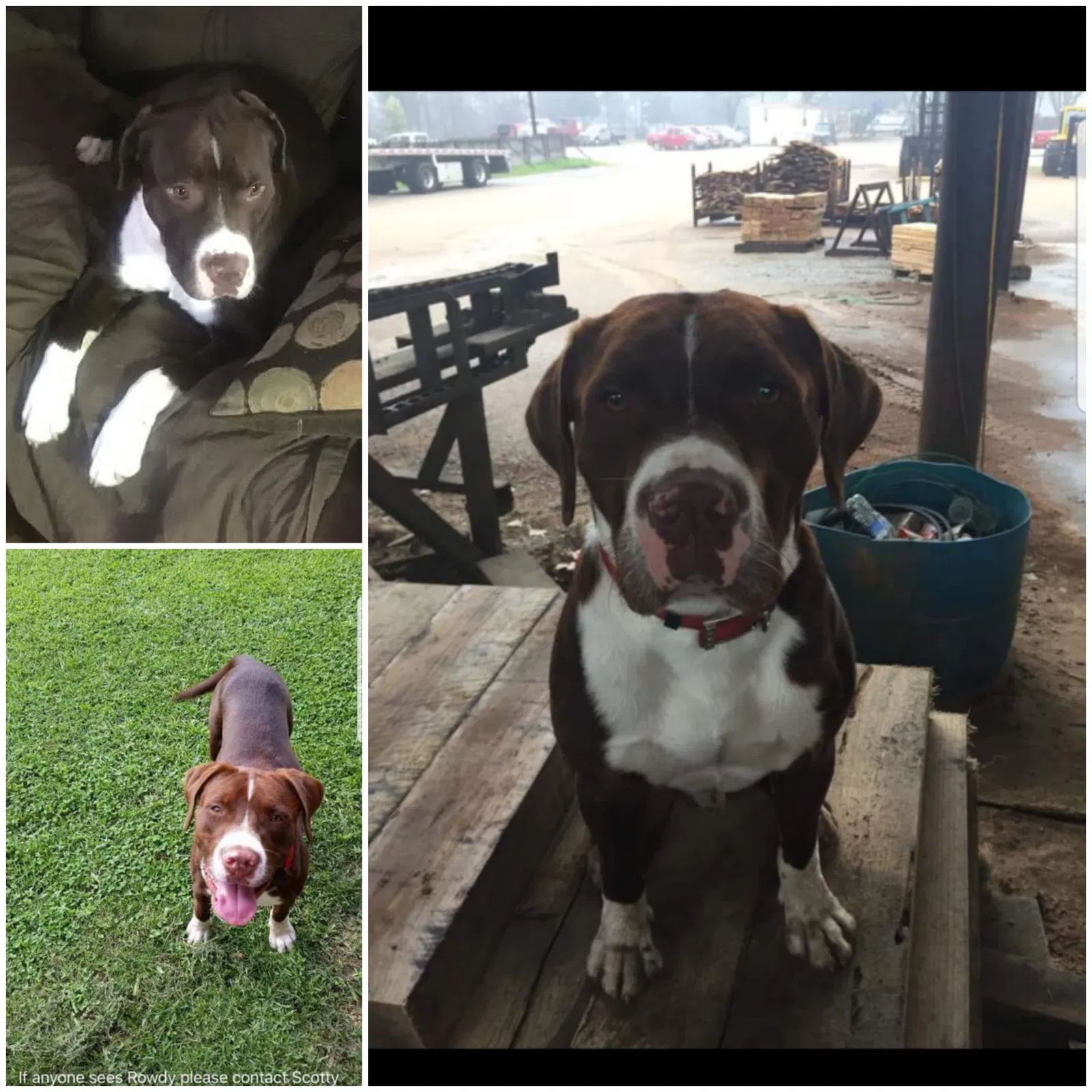 Lost dog in Houston, MS, 38851