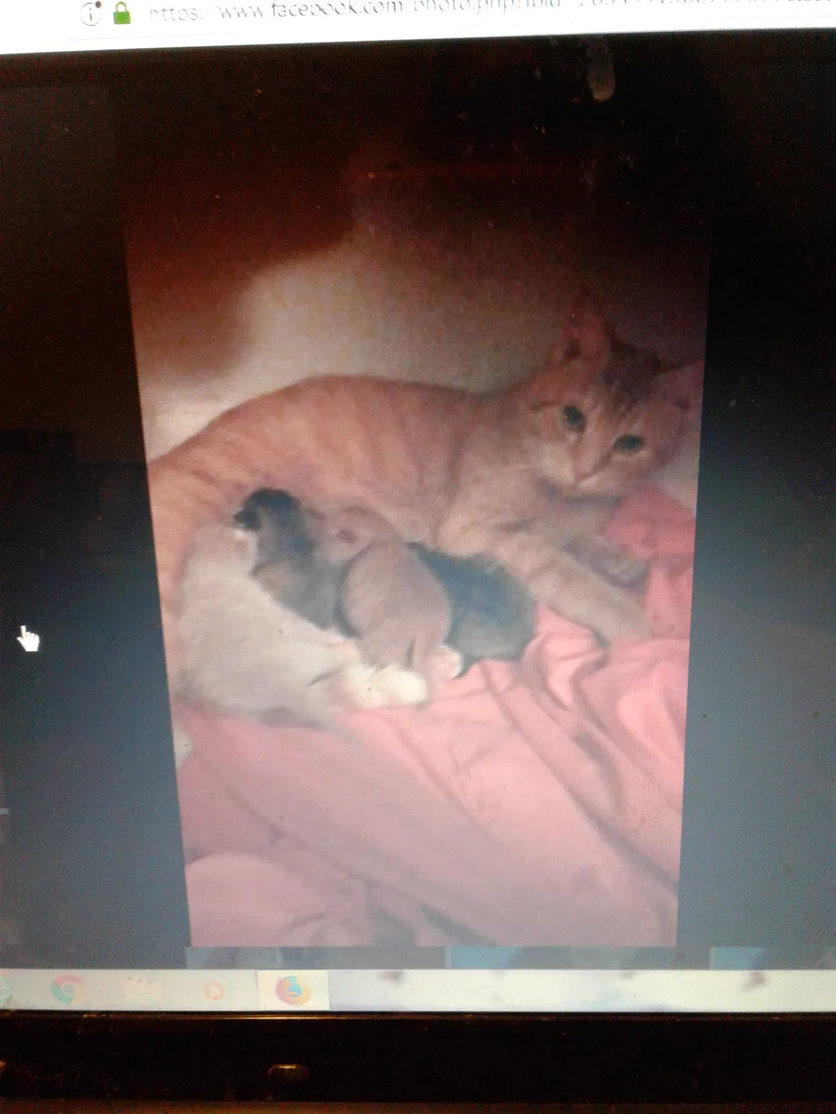 Lost cat in Portsmouth, VA, 23704