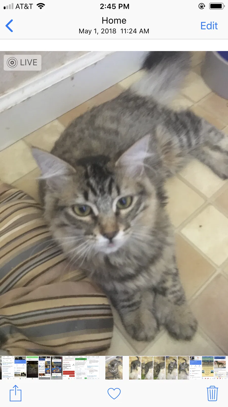 Lost cat in Galt, CA, 95632
