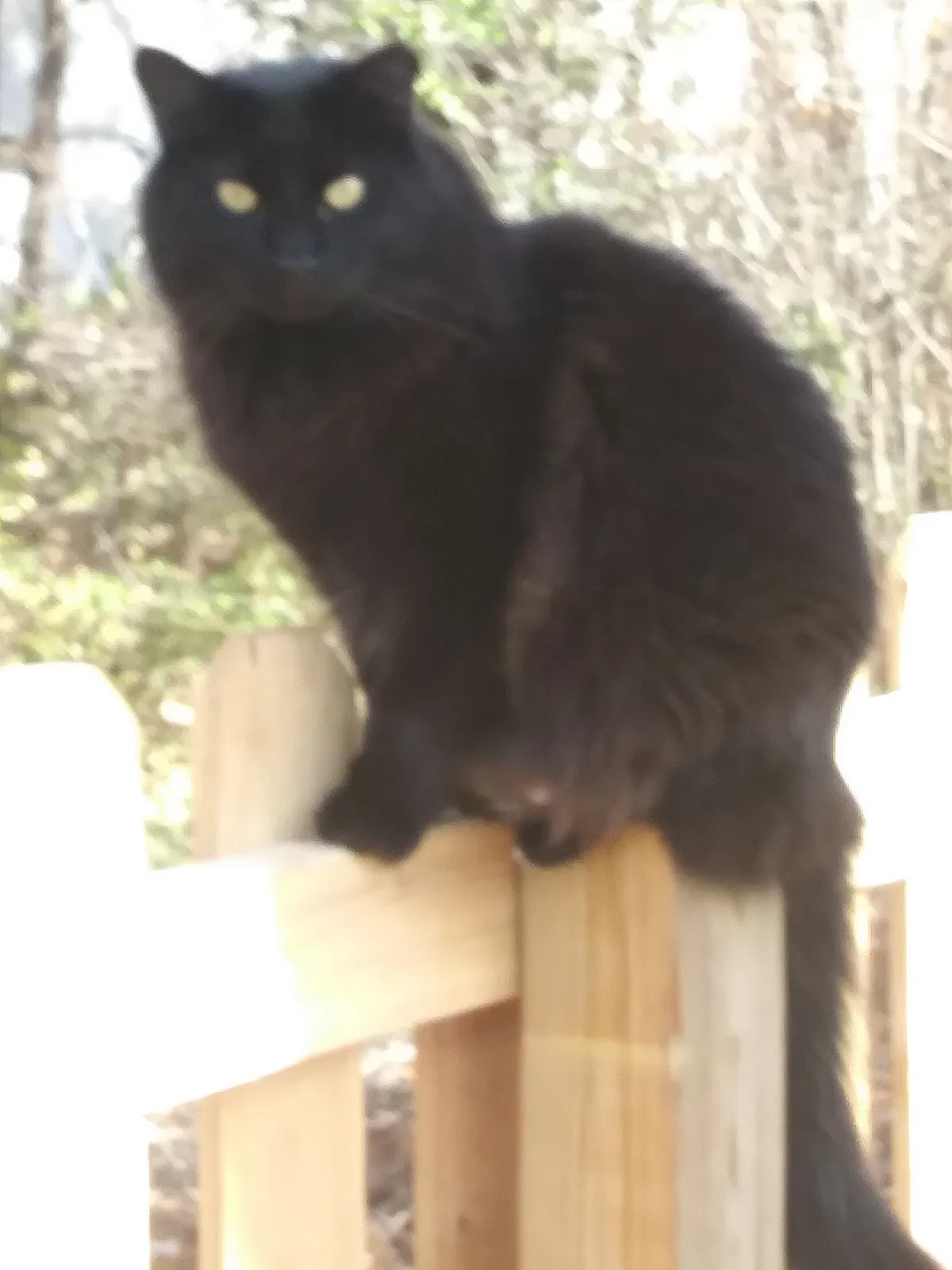 Lost cat in Bonner Springs, KS, 66012