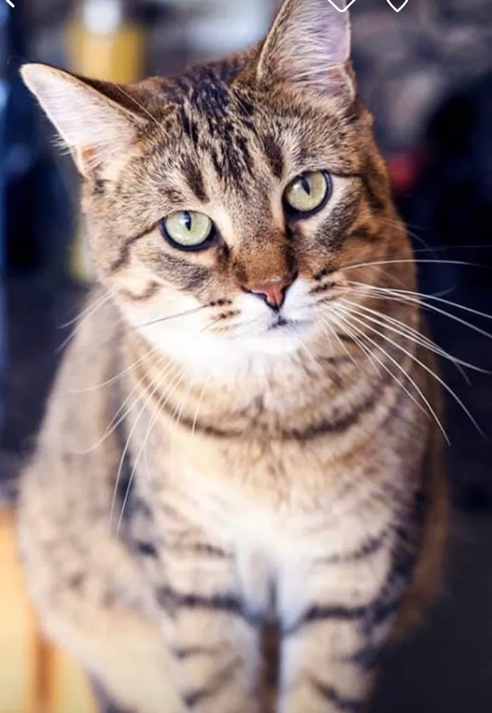 Lost cat in Unknown, AR, 0