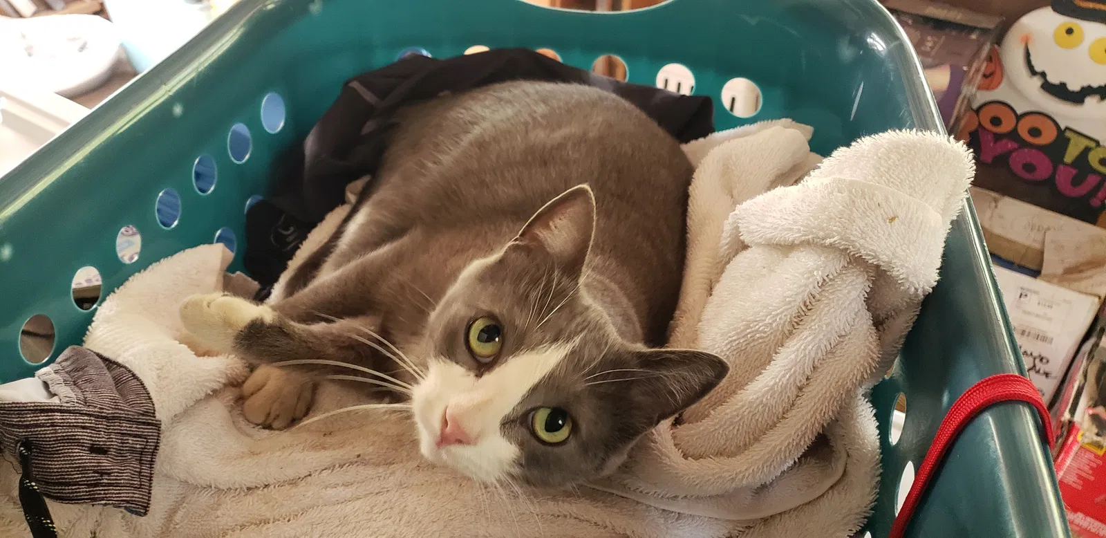 Lost cat in Shasta Lake, CA, 96019