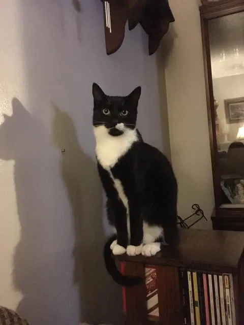 Lost cat in Cranberry Twp, PA, 16066