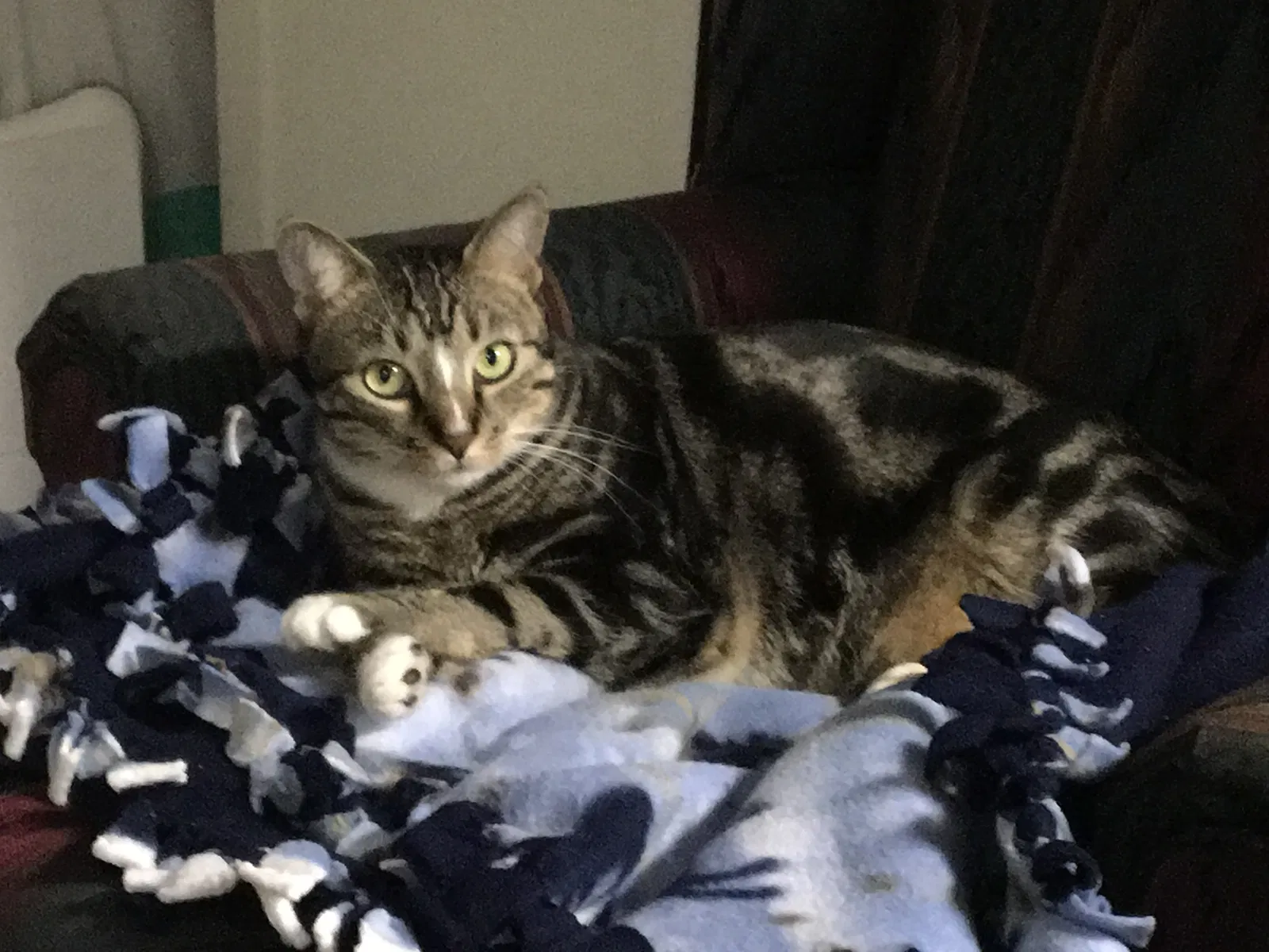 Lost cat in Surprise, AZ, 85388