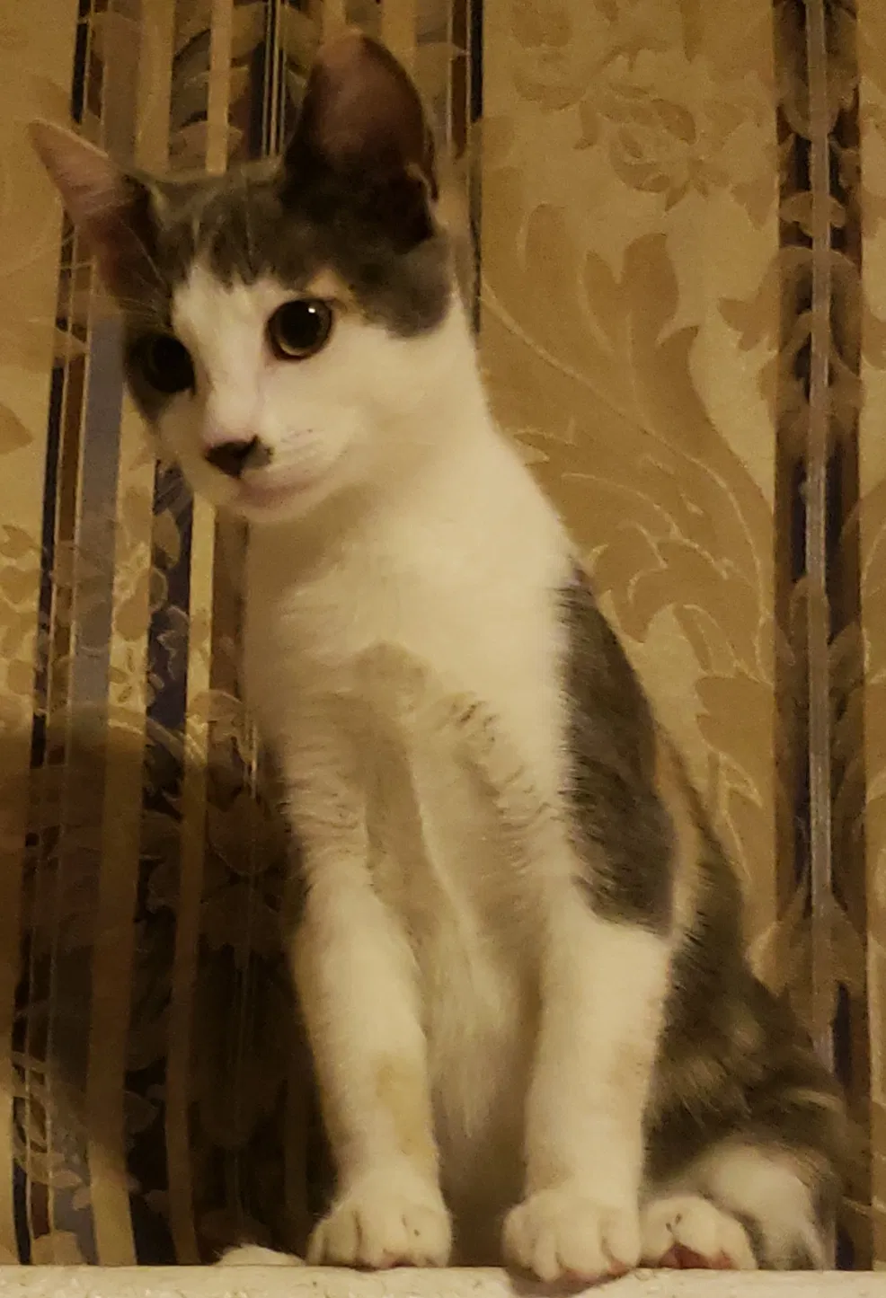 Lost cat in Santa Ana, CA, 92703