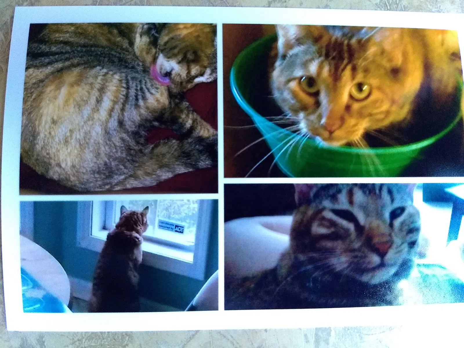 Lost cat in El Paso, TX, 79924